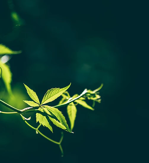 Green leaf background symbolizing sustainable and eco-friendly environment